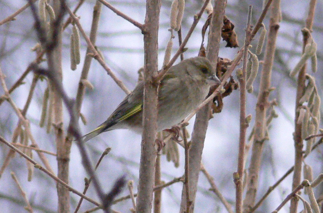 verdone giovane (Carduelis chloris)